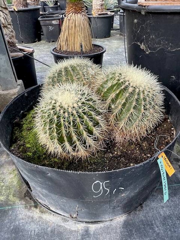 Echinocactus grusonii