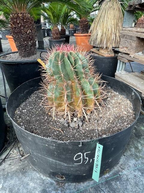 Cactus Ferro