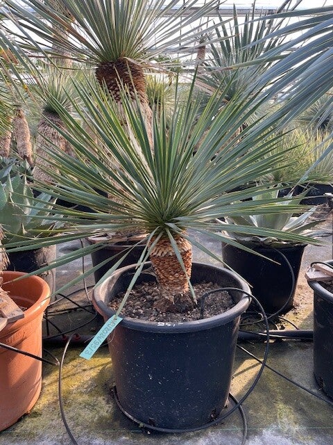 Yucca rostrata - stam 15 cm