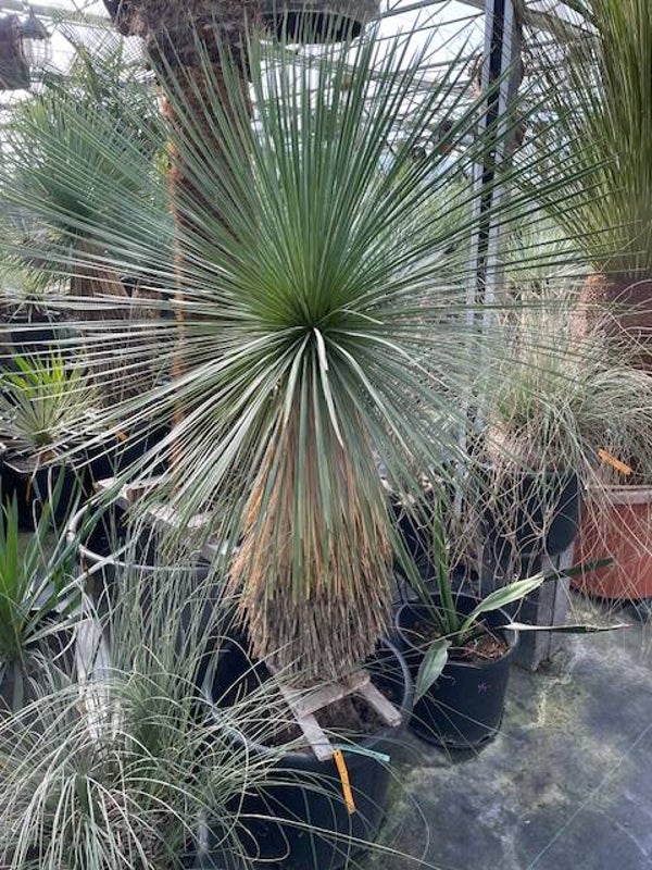 Yucca linearifolia