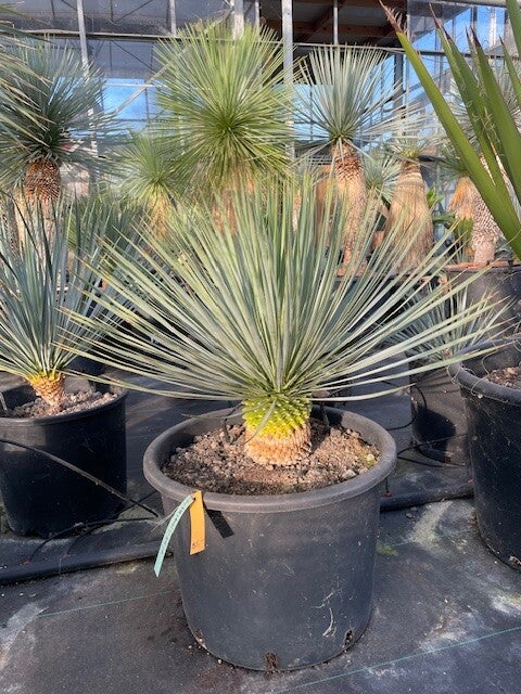 Yucca rostrata - stam 10cm