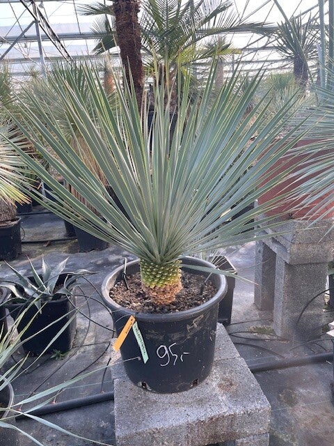 Yucca rostrata - stam 10 cm