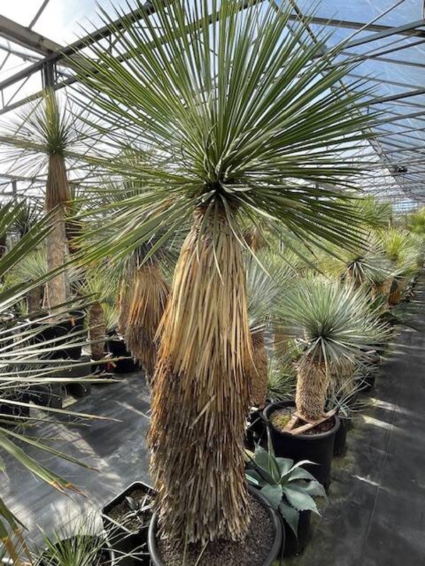 Yucca linearifolia