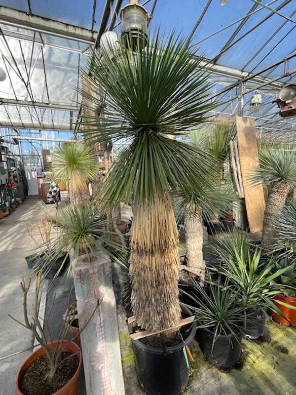 Yucca linearifolia