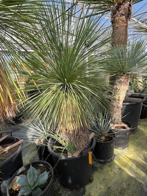 Yucca linearifolia