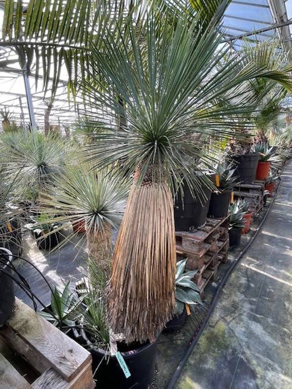 Yucca linearifolia