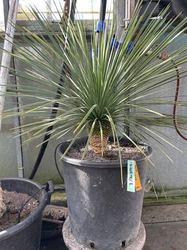 Yucca linearifolia