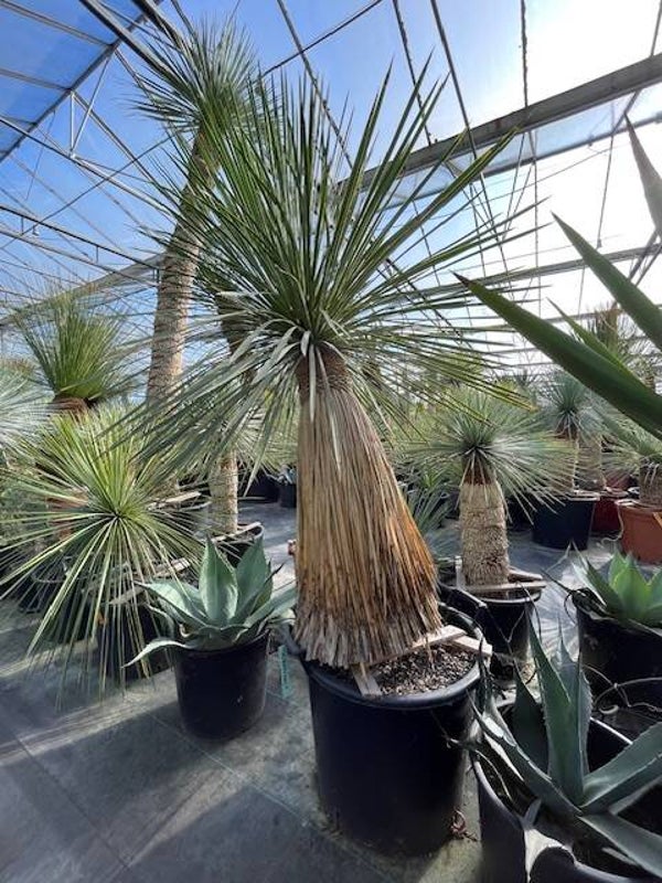 Yucca linearifolia
