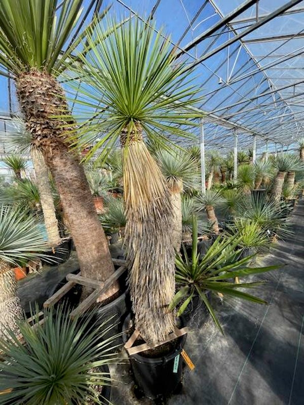 Yucca linearifolia