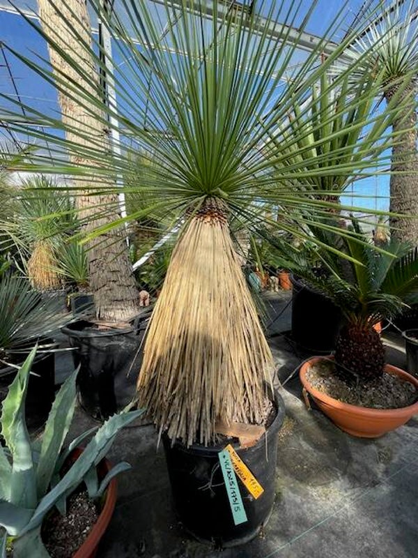 Yucca linearifolia