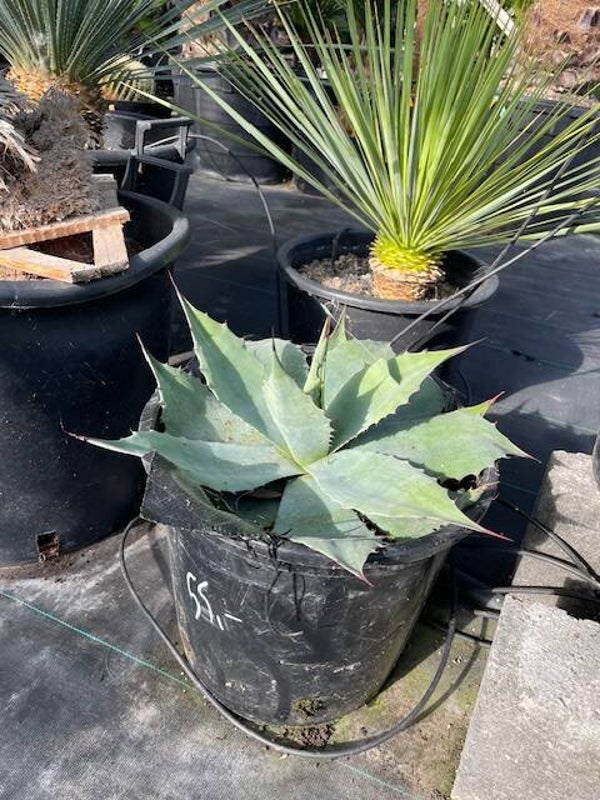 Agave Ovatifolia