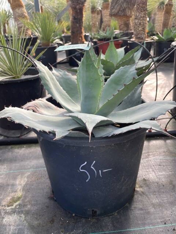 Agave Ovatifolia