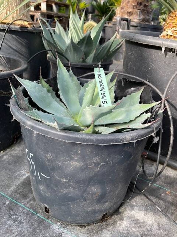 Agave Ovatifolia