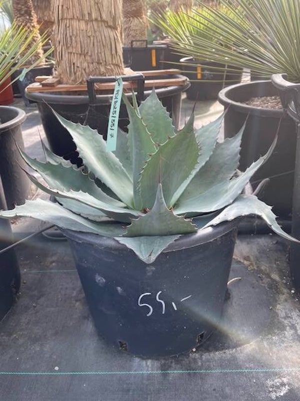 Agave Ovatifolia