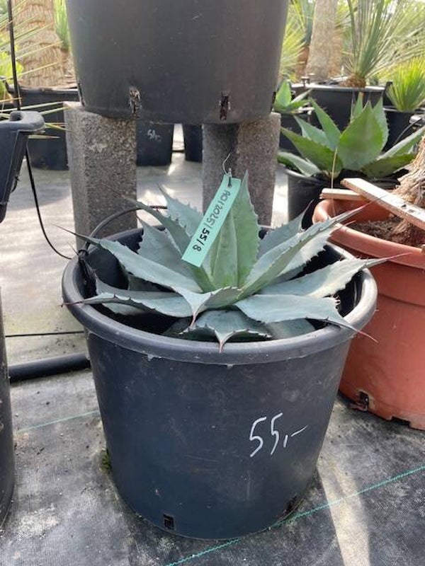 Agave Ovatifolia