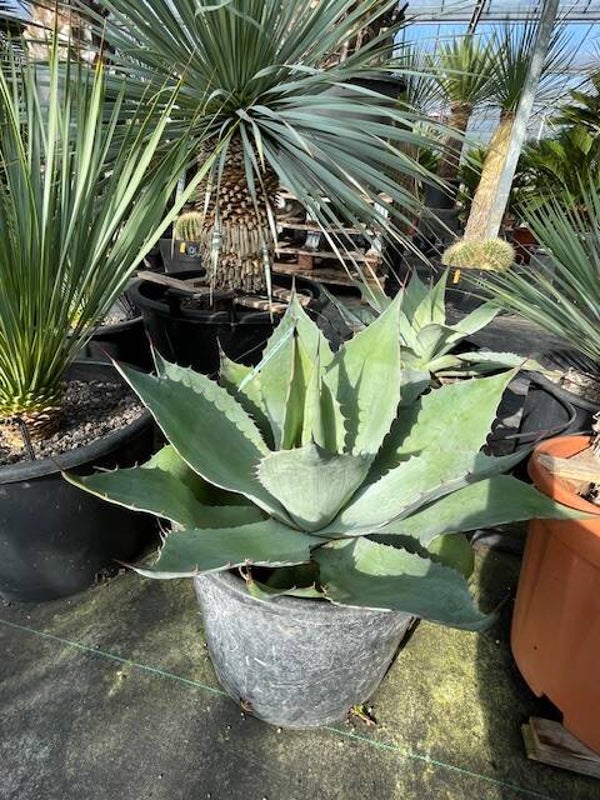 Agave Ovatifolia