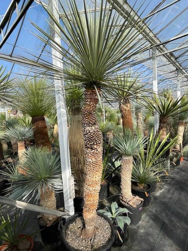 Yucca thompsoniana