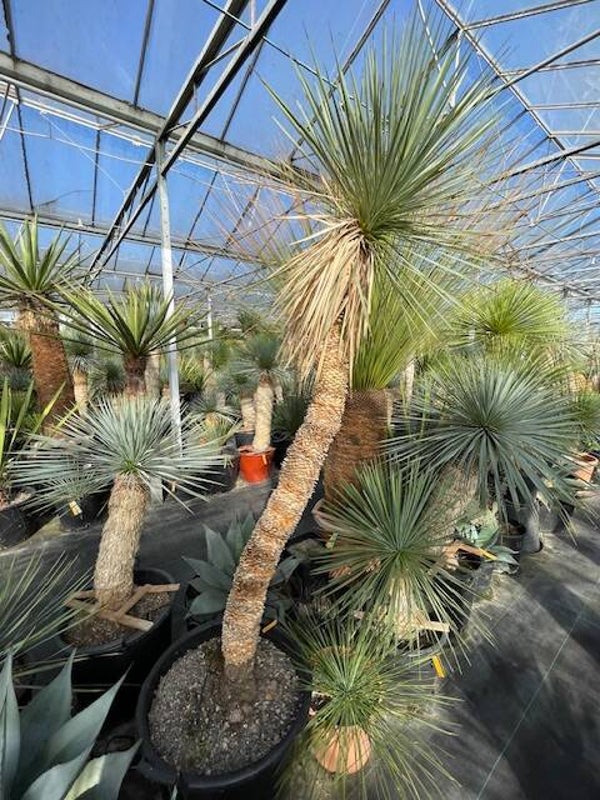 Yucca thompsoniana