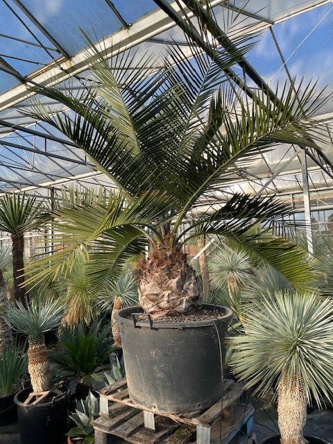 Trachycarpus fortunei