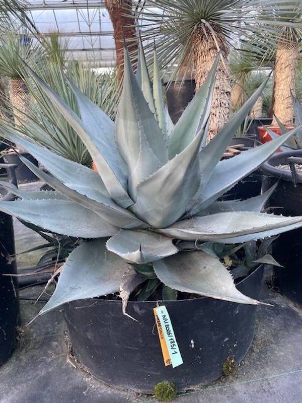 Agave Havardiana