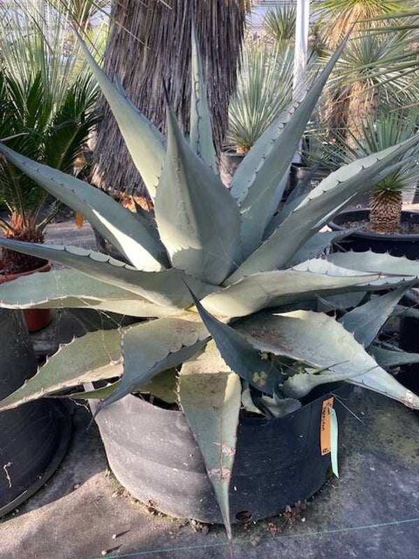 Agave Havardiana