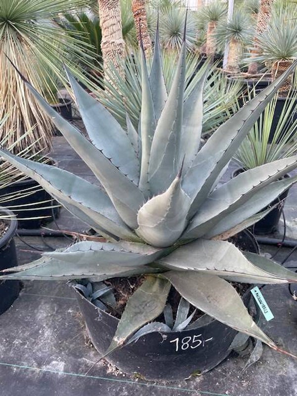 Agave Havardiana