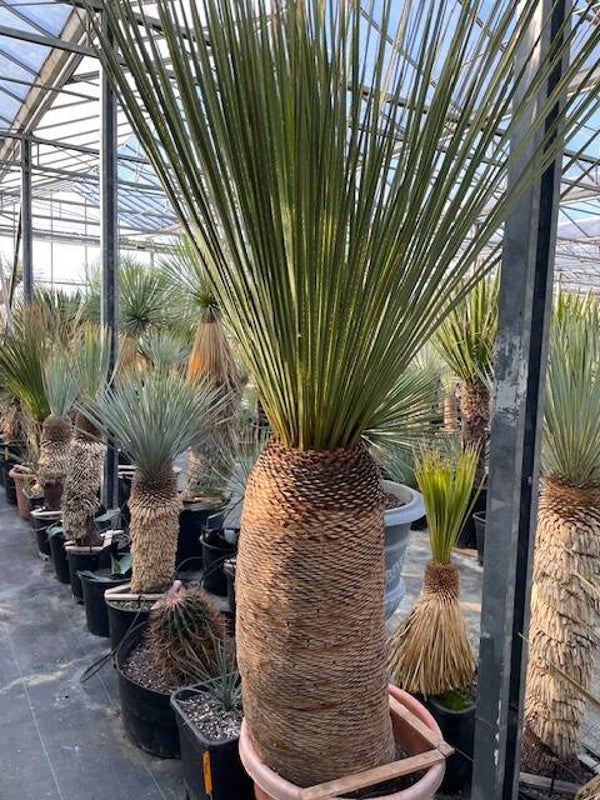 Dasylirion Miquihanensis