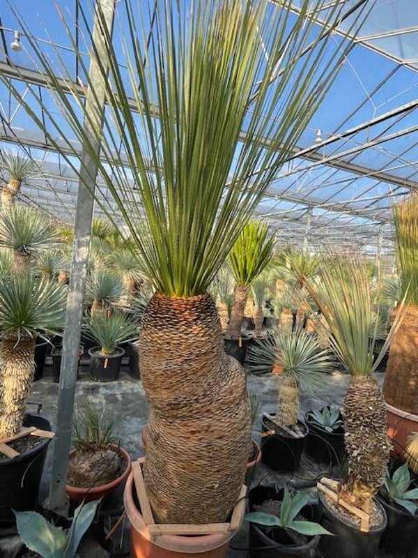 Dasylirion Miquihanensis