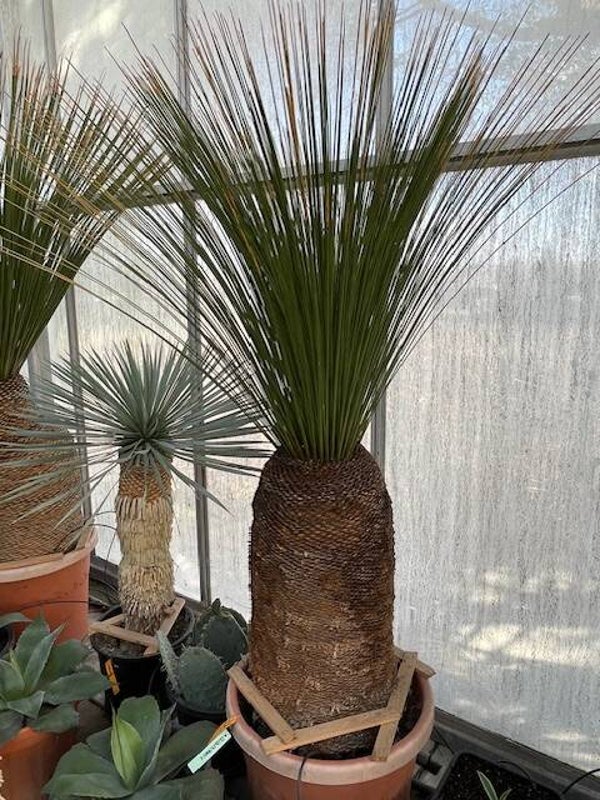 Dasylirion Longissimum