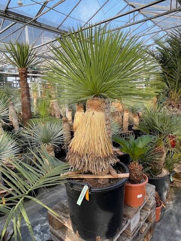 Yucca linearifolia