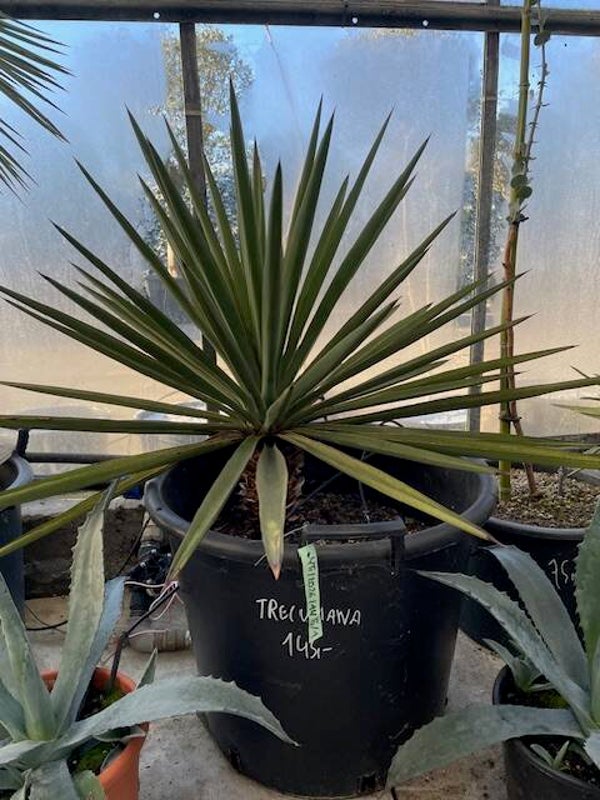 Yucca treculeana
