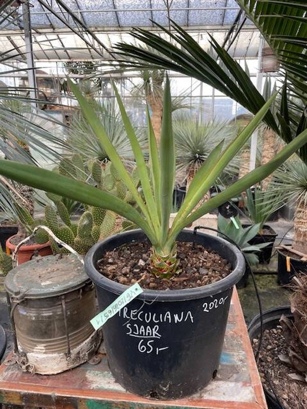 Yucca treculeana