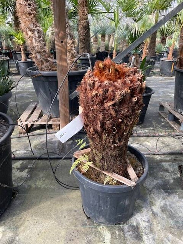 Dicksonia antarctica