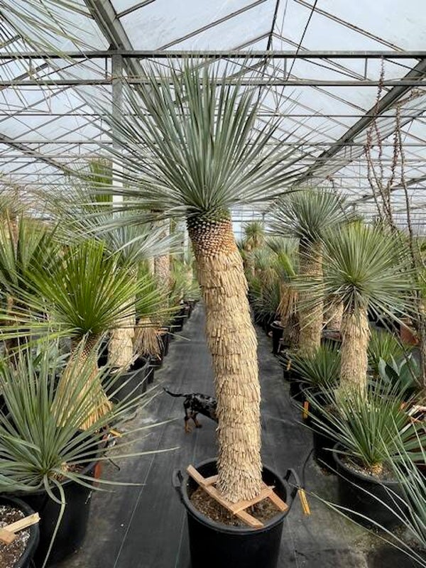Yucca rostrata - stam 115 cm