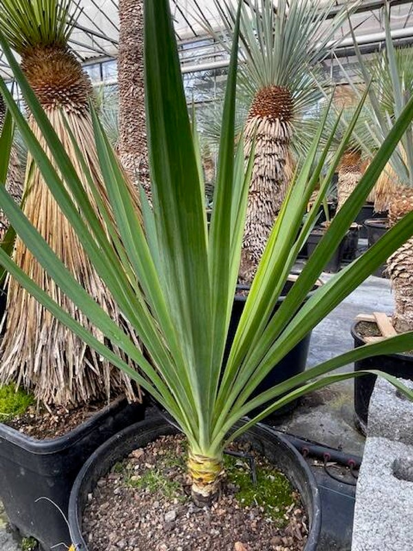 Yucca gloriosa