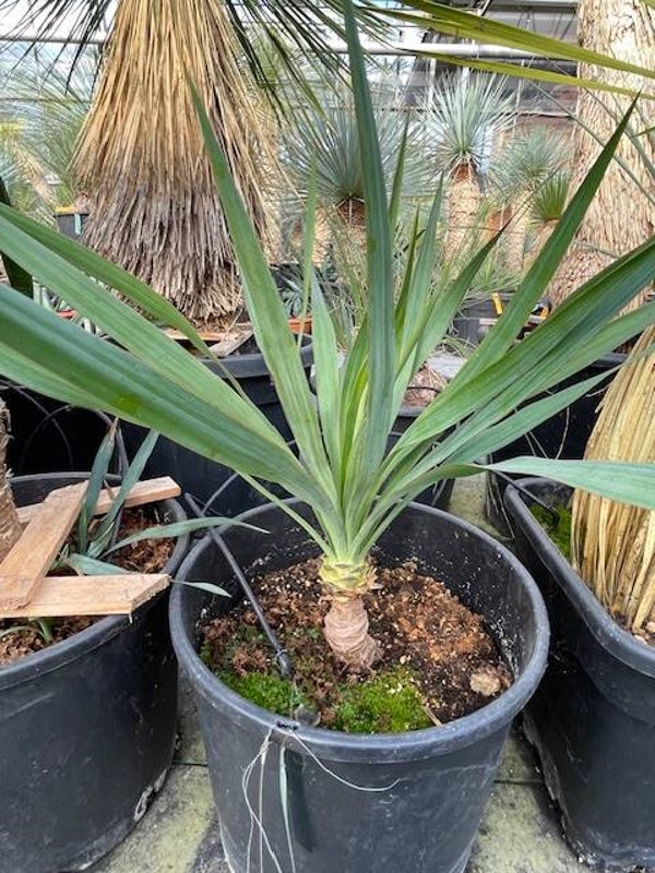 Yucca gloriosa
