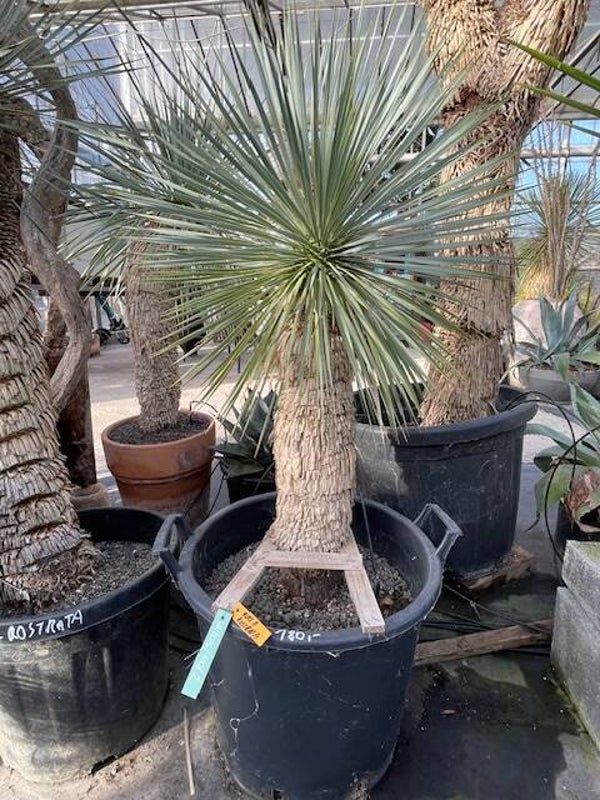 Yucca rostrata - stam 60 cm