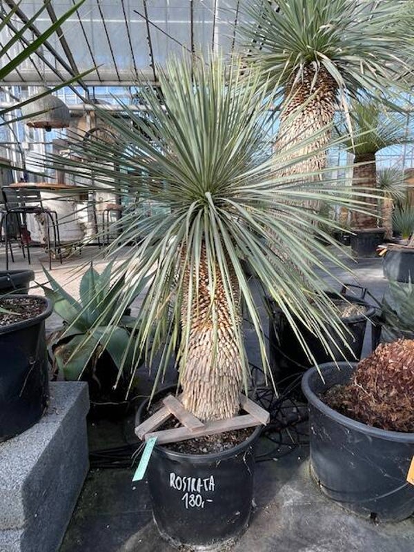 Yucca rostrata - stam 60 cm