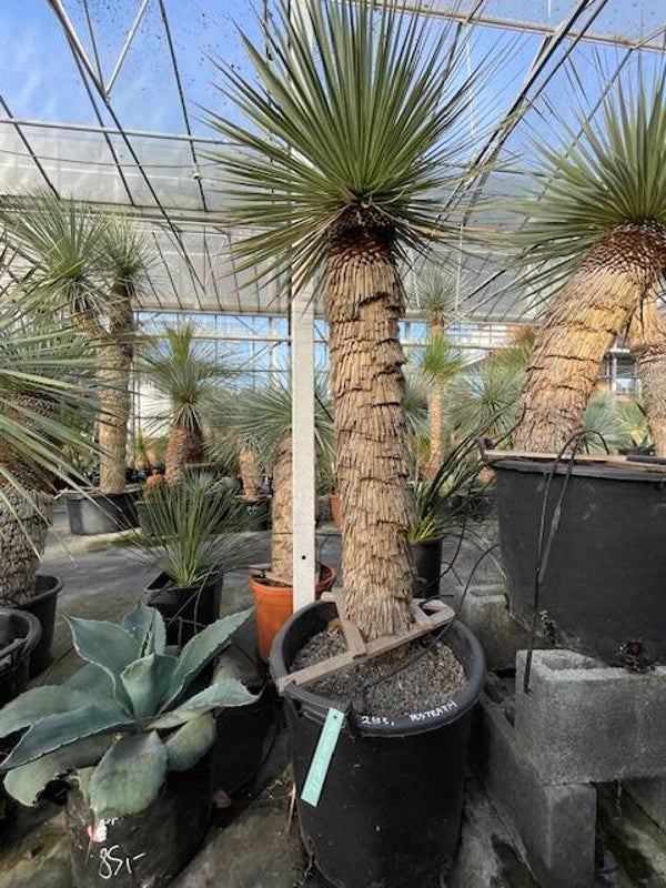 Yucca rostrata - stam 95 cm