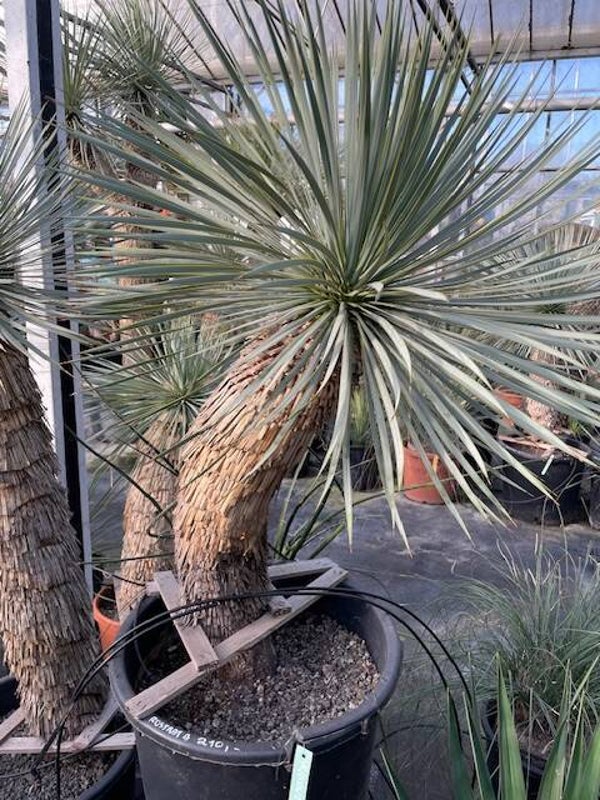 Yucca rostrata - stam 65 cm