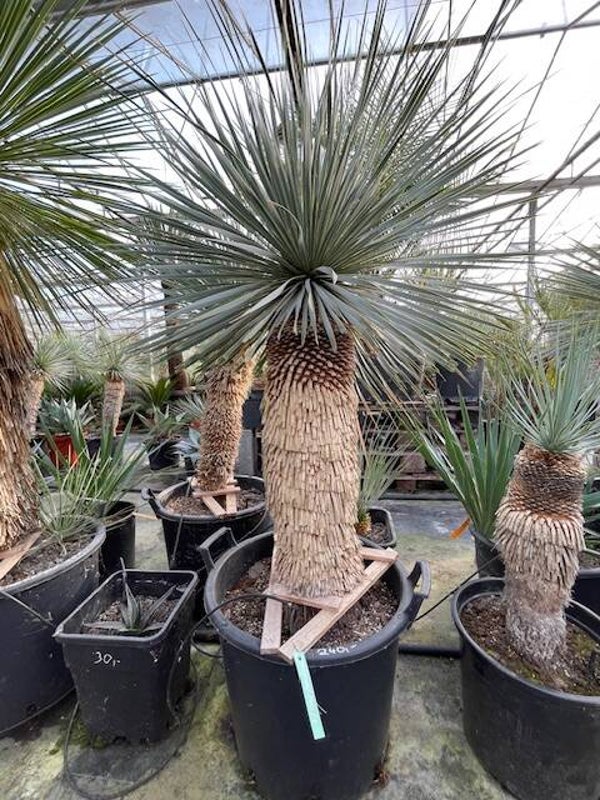 Yucca rostrata - stam 75 cm