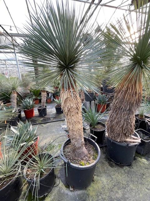 Yucca rostrata - stam 95 cm