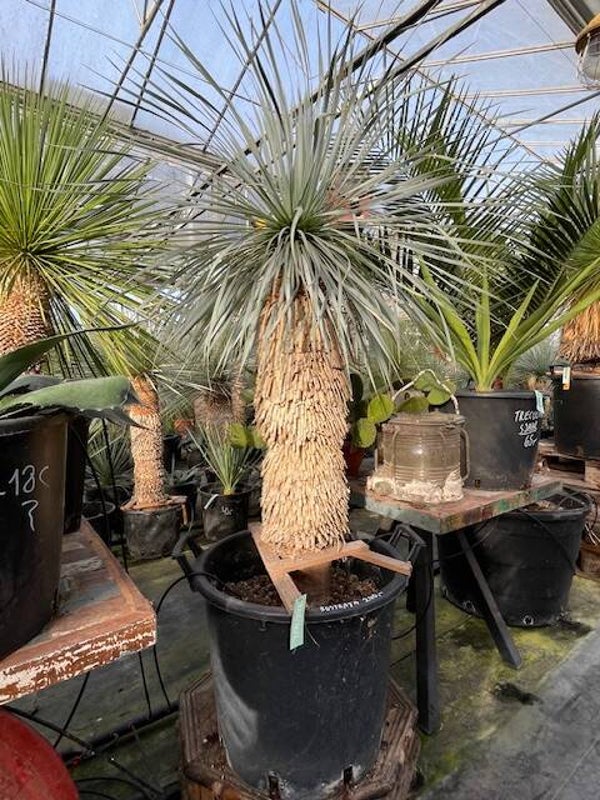 Yucca rostrata - stam 80 cm