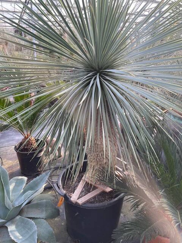 Yucca rostrata - stam 75 cm