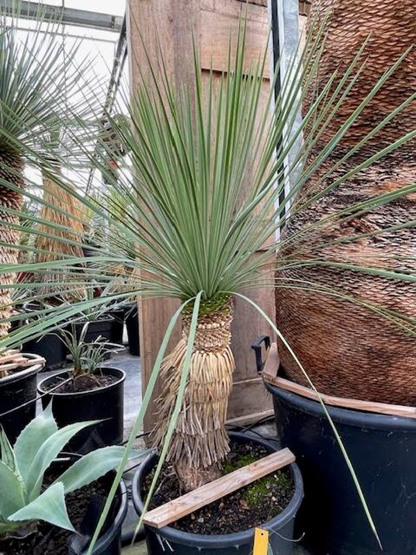Yucca linearifolia