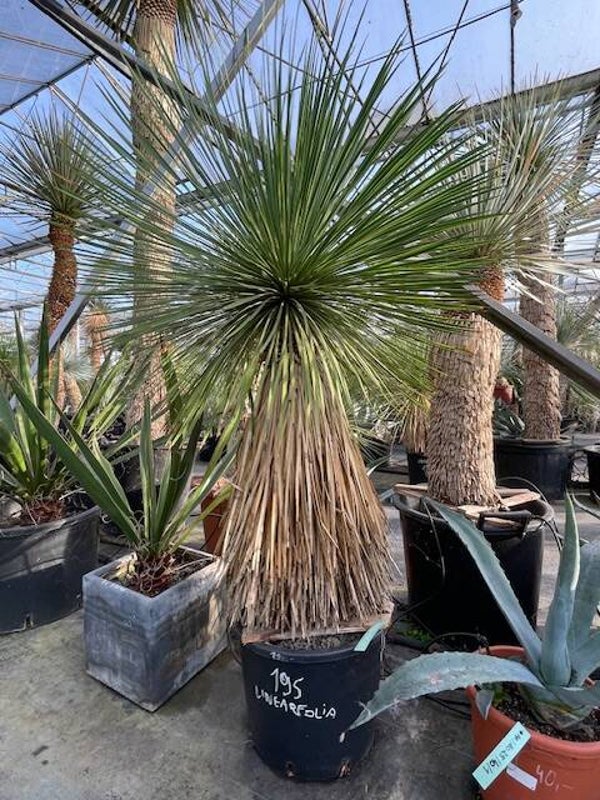 Yucca linearifolia