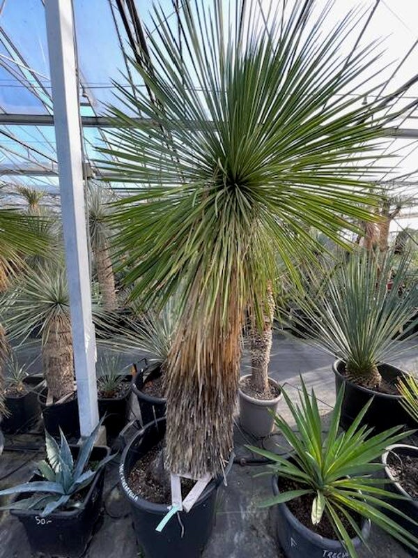 Yucca linearifolia