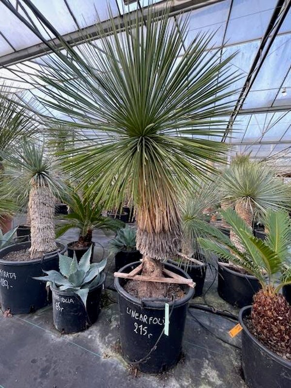 Yucca linearifolia