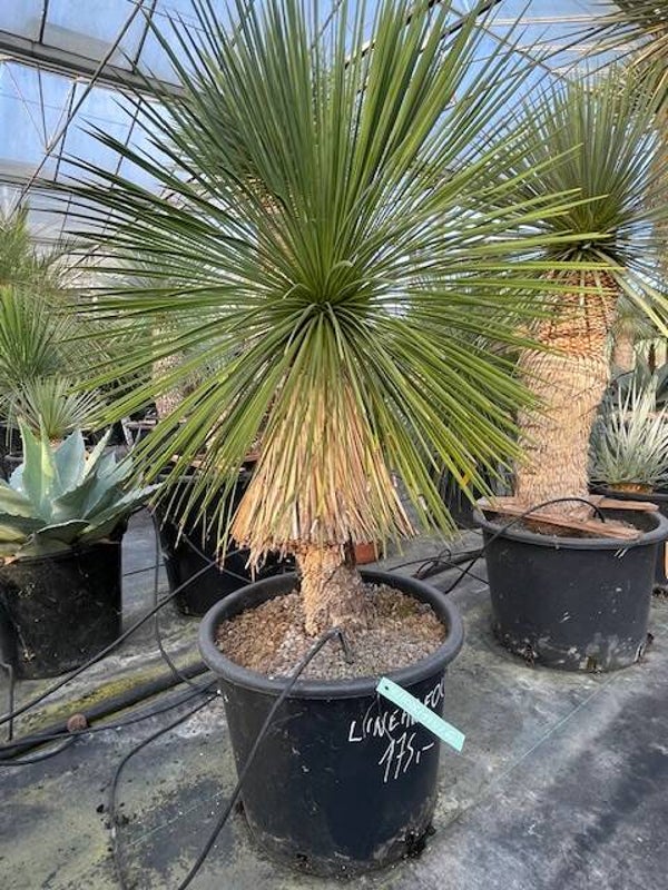 Yucca linearifolia