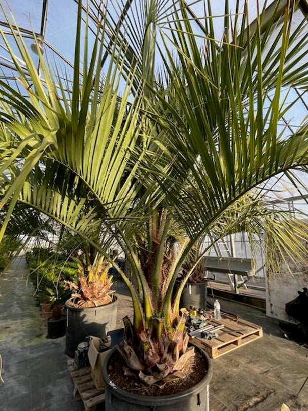 Butia capitata